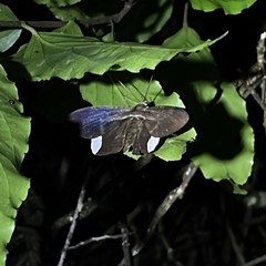 Hemeroblemma leontia