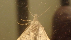 Phalaenophana pyramusalis