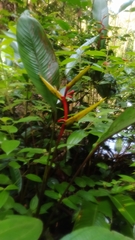 Heliconia richardiana