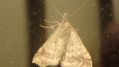 Phalaenophana pyramusalis