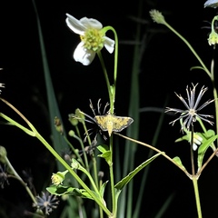 Diacme mopsalis