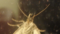 Phalaenophana pyramusalis