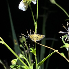 Diacme mopsalis