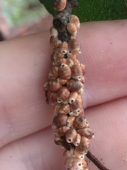 Eriococcus coriaceus