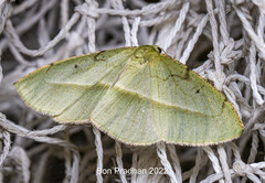 Aplochlora dentisignata