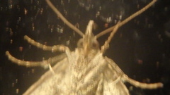 Phalaenophana pyramusalis