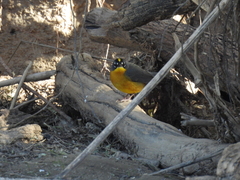 Basileuterus lachrymosus