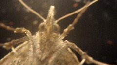 Phalaenophana pyramusalis