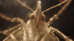 Phalaenophana pyramusalis