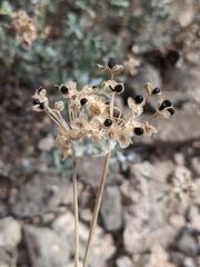 Allium kunthii