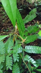 Carapichea ligularis