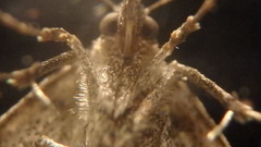 Phalaenophana pyramusalis