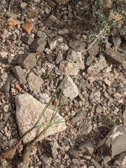 Allium kunthii