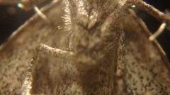 Phalaenophana pyramusalis