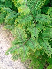 Calliandra houstoniana