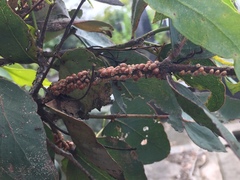 Eriococcus coriaceus