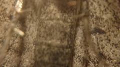 Phalaenophana pyramusalis