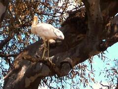 Platalea flavipes