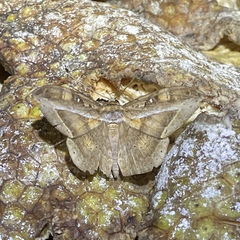 Hemeroblemma opigena