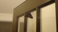 Phalaenophana pyramusalis