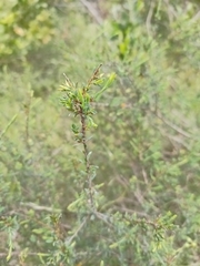 Eutaxia microphylla