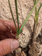 Allium kunthii