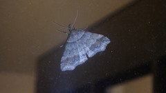 Phalaenophana pyramusalis