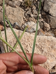 Allium kunthii