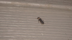 Podabrus flavicollis