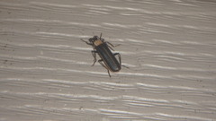 Podabrus flavicollis