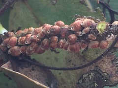 Eriococcus coriaceus