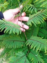 Calliandra houstoniana