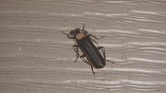 Podabrus flavicollis