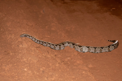 Boa constrictor