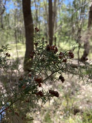Acacia ulicifolia