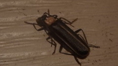 Podabrus flavicollis