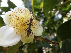 Camponotus singularis