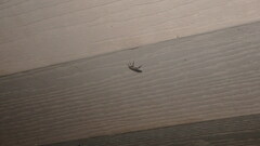 Rhamphomyia longicauda