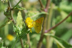 Colias lesbia