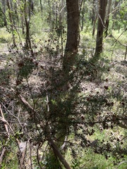 Acacia ulicifolia