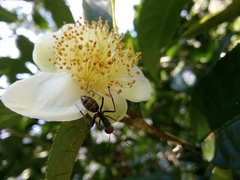 Camponotus singularis