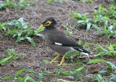 Acridotheres tristis