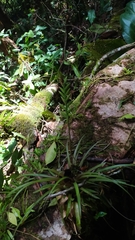 Lemeltonia monadelpha