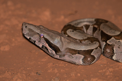 Boa constrictor
