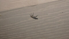 Rhamphomyia longicauda