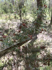 Acacia ulicifolia
