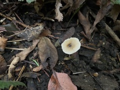 Rhodocybe
