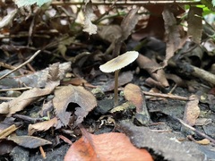 Rhodocybe