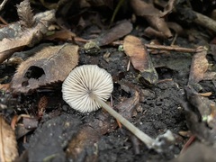 Rhodocybe