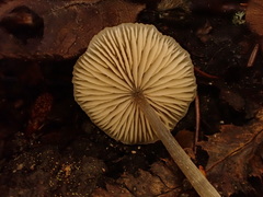 Rhodocybe